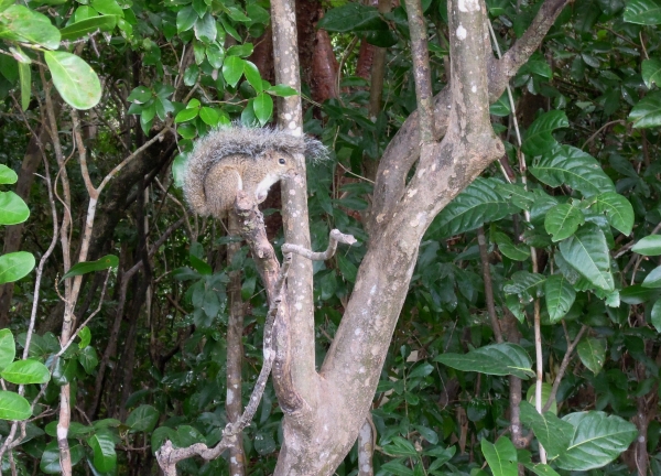 Homestead - Long Key